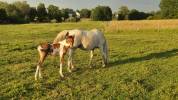 Filly Arabian Half Blood For sale 2026 Coloured