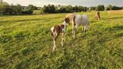 Filly Arabian Half Blood For sale 2026 Coloured