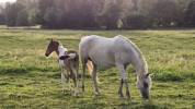 Filly Arabian Half Blood For sale 2026 Coloured