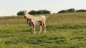 Filly Arabian Half Blood For sale 2026 Coloured