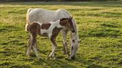 Filly Arabian Half Blood For sale 2026 Coloured