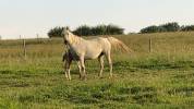Djhamila jument pur sang arabe 