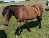 Jument crois&eacute;e cob normande arabe de 3 ans