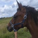 Jument crois&eacute;e cob normande arabe de 3 ans