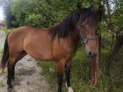 Jument crois&eacute;e cob normande arabe de 3 ans