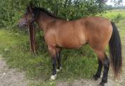Jument crois&eacute;e cob normande arabe de 3 ans