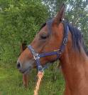 Jument crois&eacute;e cob normande arabe de 3 ans