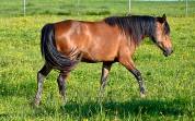 Jument crois&eacute;e cob normande arabe de 3 ans