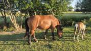 Hongre cob normand de 3 ans