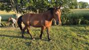 Hongre cob normand de 3 ans