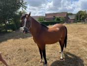 Poulini&egrave;re Welsh pony n&eacute;e en 2012