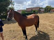 Poulini&egrave;re Welsh pony n&eacute;e en 2012