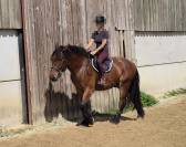 Hongre crois&eacute; cob normand trait belge de 3 ans