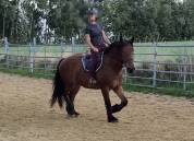 Hongre crois&eacute; cob normand trait belge de 3 ans