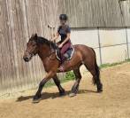 Hongre crois&eacute; cob normand trait belge de 3 ans