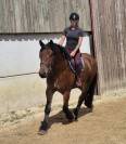 Hongre crois&eacute; cob normand trait belge de 3 ans