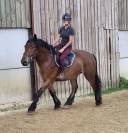 Hongre crois&eacute; cob normand trait belge de 3 ans