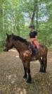 Hongre crois&eacute; cob normand trait belge de 3 ans