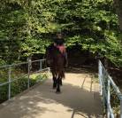 Hongre crois&eacute; cob normand trait belge de 3 ans