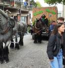 Jument trait belge