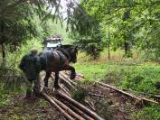 Jument trait belge