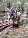 Jument trait belge de 4 ans