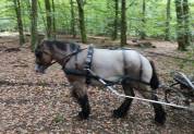 Jument trait belge de 4 ans
