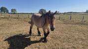 Caballo castrado Tiro Belga, Braban&ccedil;on En venta 2023 Roano