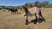 Caballo castrado Tiro Belga, Braban&ccedil;on En venta 2023 Roano