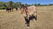 Caballo castrado Tiro Belga, Braban&ccedil;on En venta 2023 Roano
