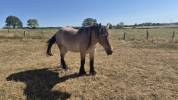 Caballo castrado Tiro Belga, Braban&ccedil;on En venta 2023 Roano