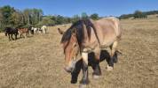 Caballo castrado Tiro Belga, Braban&ccedil;on En venta 2023 Roano