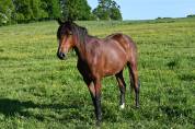 Gelding Lusitano For sale 2024 Bay