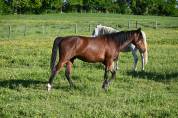 Gelding Lusitano For sale 2024 Bay