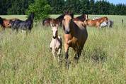 Yegua Lusitano En venta 2015 Isabelo