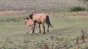 Yegua Lusitano En venta 2015 Isabelo