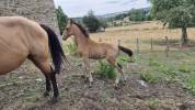 Yegua Lusitano En venta 2015 Isabelo