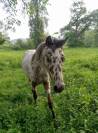 Poulain cheval