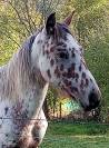 Poulain cheval
