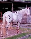 Appaloosa in vendita 
