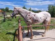 Appaloosa in vendita 