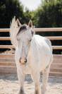 Cheval 5 ans 