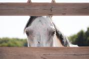 Cheval 5 ans 