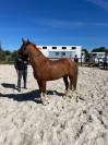 Ponette PFS 9 ans - 1,42m - potentiel P &Eacute;lite