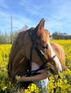 Ponette PFS 9 ans - 1,42m - potentiel P &Eacute;lite