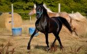 Jeune pur sang arabe entier 