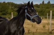 Jeune pur sang arabe entier 
