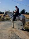 Cheval western randonn&eacute;e 