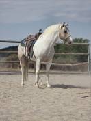 Cheval western randonn&eacute;e 