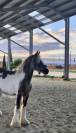 Irish cob PP Pie noir silver 